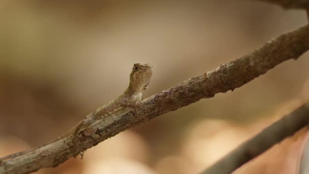 若い沖縄の木のトカゲは アリが体の上を這っている間に棒の上に置かれます — ストック動画