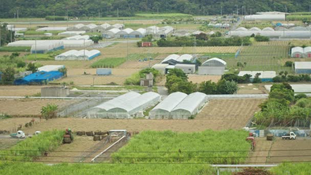 沖縄でのサトウキビ収穫のタイムラウンド — ストック動画