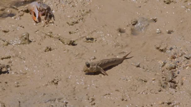 Barred Mudskipper Lemon Clawed Fiddler Crabs Foraging Food Mudflats Okinawa — Stock Video