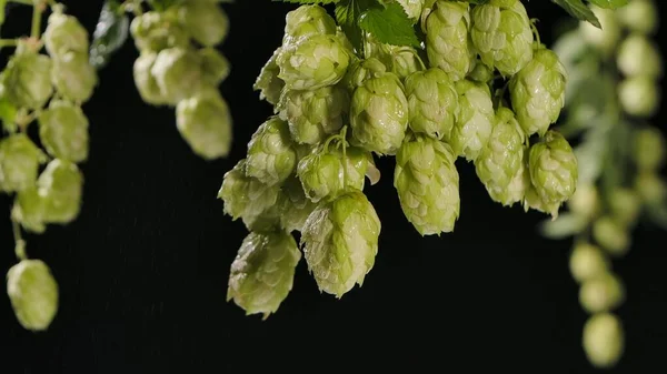 新鲜的绿色跳跃球果的分枝被黑色孤立背景的雨滴湿透了 生成熟跳跃球果和叶子在水滴中的巨拍 酿造啤酒和烘焙面包的配料 — 图库照片