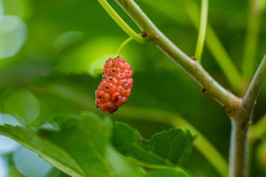 Organik dut ağacı ve yeşil yapraklar. Ağacın dalına kırmızı olgunlaşmamış dut resmi. Güneşli bir yaz gününde bir bahçedeki ağaç dalında asılı olgunlaşan dut mahsulü.