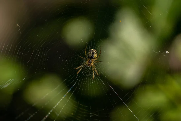Örümcek Ağıyla Örümceğin Makro Görüntüsü Örümcek Ağı Avcısı Ipek Örüyor — Stok fotoğraf
