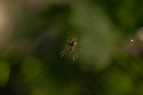 クモを中心にクモの糸の質感のマクロショット 絹の網の罠を織っているアラク人のハンター 屋外庭園でのクモの巣の詳細なビュー クモの巣の中でぼやけた自然の緑の背景 — ストック写真