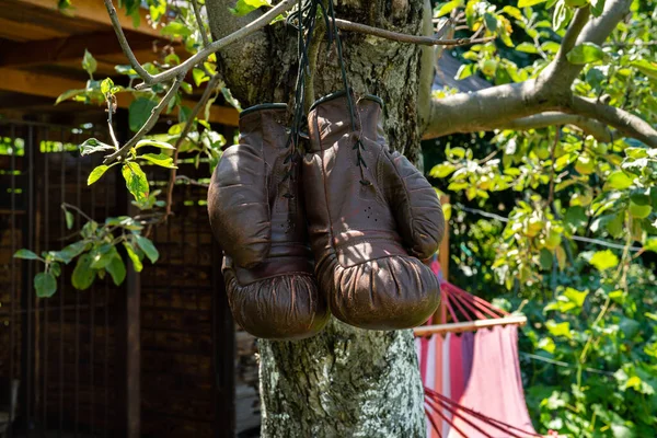 Velhas Luvas Boxe Couro Desgastadas Penduradas Uma Macieira Luvas Esportes — Fotografia de Stock