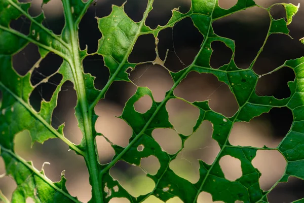 Leuchtend Grünes Blatt Mit Löchern Von Würmern Oder Raupen Makroaufnahme — Stockfoto