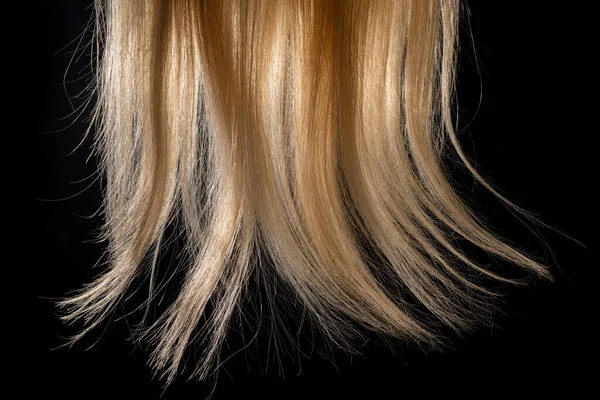 自然卷曲的白发照亮了黑色孤立的工作室背景 女性光滑梳理的金发小费 一大缕健康的漂白头发拍成的宏观照片 妇女合成假发 — 图库照片