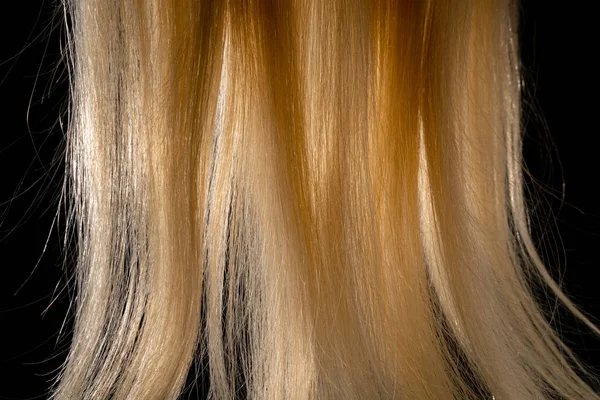 部分金发碧眼的头发闪烁着光芒 稀奇古怪的浅色女人的头发黑隔离工作室背景下健康自然女性头发的贴士 合成假发 宏观拍摄长而光滑的锁 — 图库照片