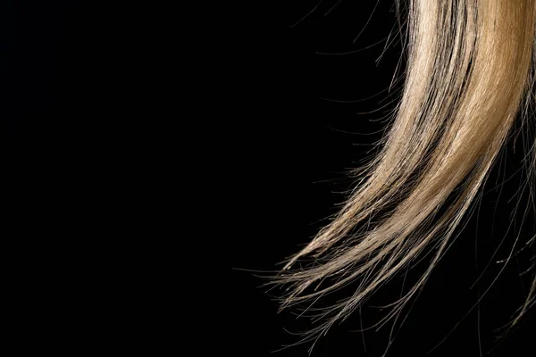 自然卷曲的白发照亮了黑色孤立的工作室背景 女性光滑梳理的金发小费 一大缕健康的漂白头发拍成的宏观照片 妇女合成假发 — 图库照片