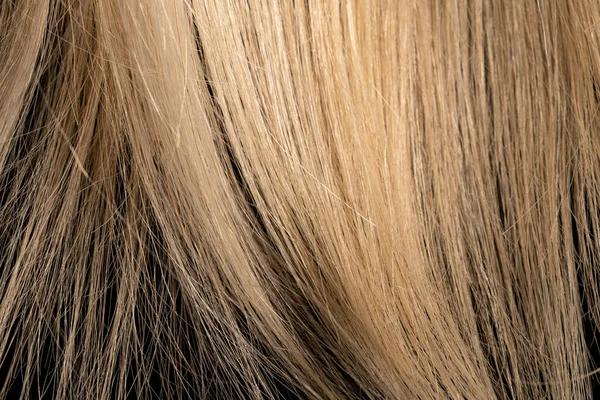 Часть Светлых Светлых Волос Освещается Светом Пряди Светлых Женских Волос — стоковое фото