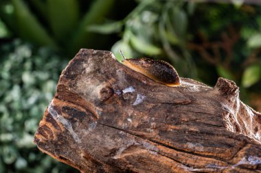 Yeşil yaprağın bulanık arka planına karşı tahtadan çıkan kahverengi ıslak istiridye sümüklü böceği. Kabuğu olmayan büyük, kaygan bir salyangoz. Benekli büyük bahçe sümüklüböceğine yakın dur. Vahşi doğanın doğal arka planı