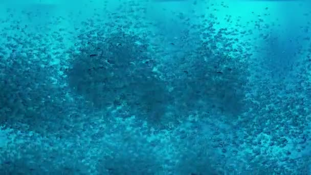 Багато Маленьких Блискучих Повітряних Бульбашок Піднімаються Знизу Поверхню Синьому Фоні — стокове відео