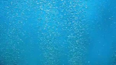 Suyun altından yüzeye yükselen parlak hava kabarcıkları ve ışık ışınlarıyla aydınlanıyor. Mavi okyanusta ya da deniz suyunda oksijen kabarcıkları. Havalandırma sırasında kaynayan bir sıvıyı kapat