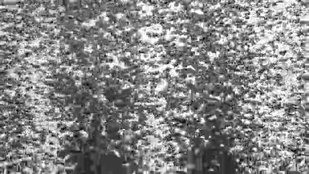 Viele Kleine Dunkle Luftblasen Die Auf Weißem Isoliertem Hintergrund Von — Stockvideo