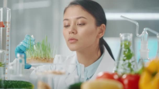 Genç Asyalı Kadın Araştırmacı Buğday Filizlerini Inceliyor Mikrobiyolog Laboratuvarda Yetişen — Stok video