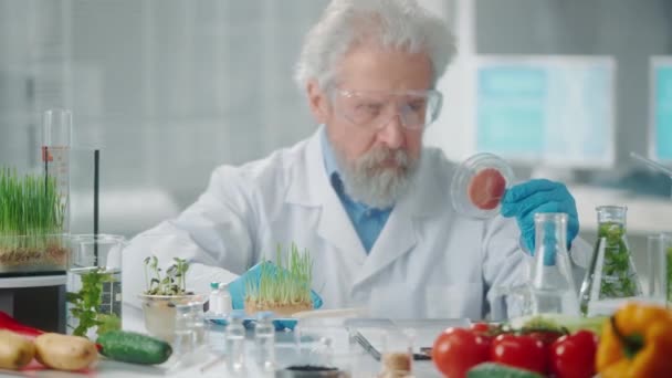 老年男性研究人员在培养皿中检测了一个转基因肉类样本 微生物学家分析样品的质量 蔬菜和绿色的生物学实验 — 图库视频影像