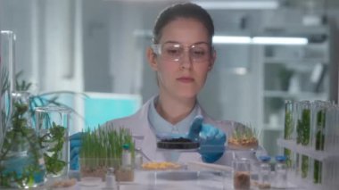 Beyaz önlüklü ve gözlüklü genç bir bayan araştırmacı toprak örneğini inceliyor. Mikrobiyolog bir araştırma biyografisinde fideleri analiz ediyor. Yeşil lahanalarla biyoloji deneyi. Büyüyor