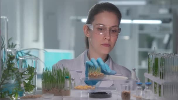 一位年轻的女研究人员在研究植物根系的同时 还对小麦芽进行了研究 微生物学家分析在实验室生长的幼苗 用绿芽进行生物学实验 — 图库视频影像