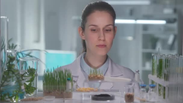Young Female Researcher Examines Wheat Sprouts While Root System Plants — Stock Video