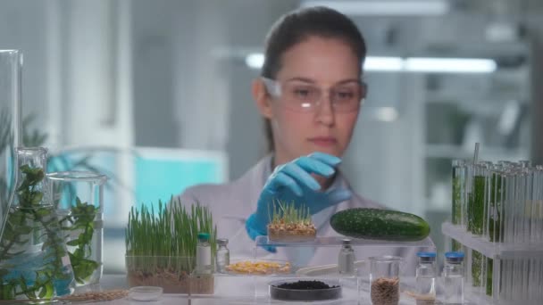 Εξειδικευμένη Γενετίστρια Που Εξετάζει Φρέσκα Πράσινα Αγγούρια Και Εγχέει Φυτοφάρμακα — Αρχείο Βίντεο