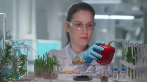 Yetenekli Kadın Genetikçi Kırmızı Dolma Biberi Inceliyor Içine Şırınga Enjekte — Stok video
