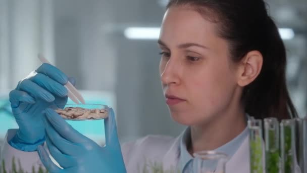 Μια Γυναίκα Βιολόγος Εξετάζει Κόκκους Φασολιών Τσιμπιδάκια Βιολόγος Αναλύει Τους — Αρχείο Βίντεο