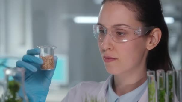 一位女生物技师检查玻璃瓶中的小麦 燕麦或大麦粒 生物学家分析实验室里生长的种子 实验室用谷类种子进行生物试验 — 图库视频影像