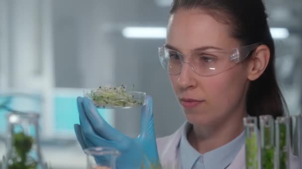 Woman Examines Sprouts Microgreens Tweezers Female Researcher Examines Sprouted Green — Stock Video