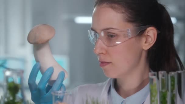 Eine Frau Untersucht Den Königlichen Austernpilz Eringi Eine Forscherin Untersucht — Stockvideo