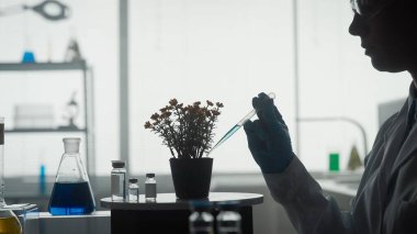 Kadın bilim adamı laboratuvarda çalışıyor. Yakın plan. Bir kadın saksı bitkisine mavi bir kimyasal eklemek için pipet kullanıyor. Kâşiflerin karanlık siluetinin yan görüntüsü. Araştırma konsepti, biyoteknoloji.