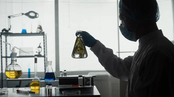 男性科学者が中に植物とErlenmeyerフラスコを保持し それを調べる 研究室の近くに彼の手の中にフラスコで科学者の暗いシルエット 科学実験 — ストック写真