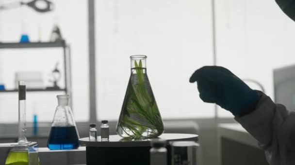 艾伦迈耶烧瓶中的一种植物 用来进行近距离实验 男科学家拿起瓶子检查植物 实验室里拿着一个瓶子的科学家的黑暗轮廓 — 图库视频影像