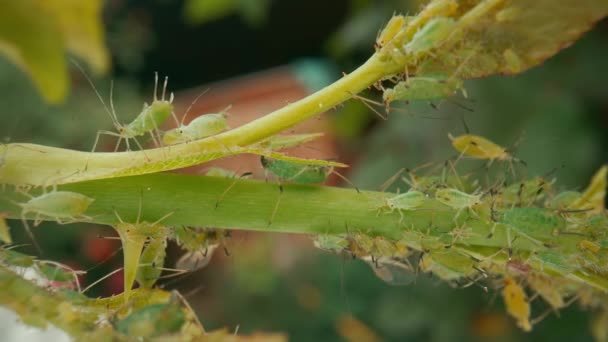 Groene Bladluizen Beschadigen Plant Een Kolonie Van Ongedierte Stam Bladeren — Stockvideo