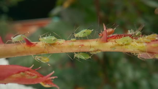 蚜虫成灾 蚜虫和甲虫对植物造成了无法弥补的伤害 附着在茎和幼龄的玫瑰花蕾上 玫瑰茎上的宏观调控蚜虫 — 图库视频影像