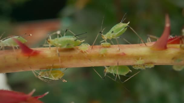 Aphistangrepp Aphider Och Skalbaggar Orsakar Oersättliga Skador Växten Klamrar Sig — Stockvideo