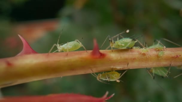 Plaga Insectos Áfido Verde Tallo Rosa Áfido Parásito Del Escarabajo — Vídeo de stock