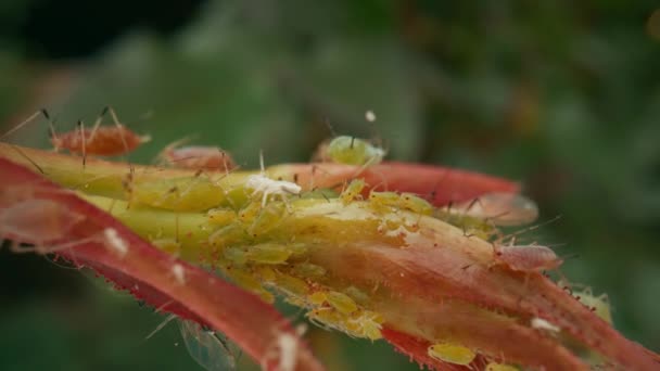 Áfido Verde Brote Joven Una Rosa Insecto Chupador Capullo Rosa — Vídeo de stock