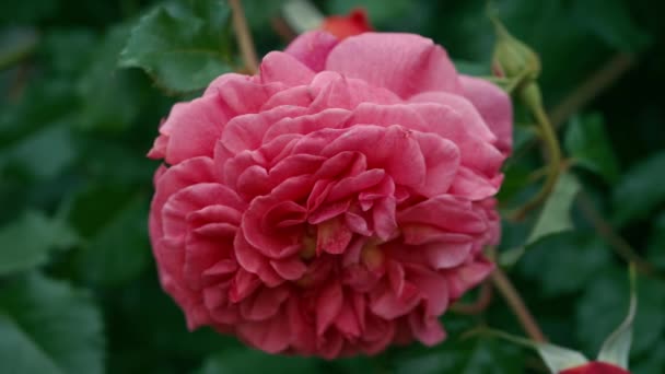 Bella Rosa Naturale Rosa Uno Sfondo Giardino Sfocato Rosone Completamente — Video Stock