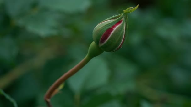Відкритий Червоний Бутон Троянд Макро Постріл Шкідники Комах Повзають Бруньці — стокове відео