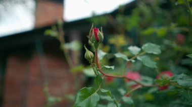 İşlenmemiş kırmızı gül tomurcuğu. Yaklaş. Böcek tomurcuğa musallat olmuş. Çiçek yetiştirme, çiçek yetiştirme, bitki bakımı konsepti