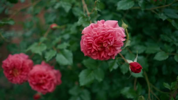 Bellissimo Cespuglio Rose Rosa Giardino Gemme Aperte Non Aperte Cespuglio — Video Stock