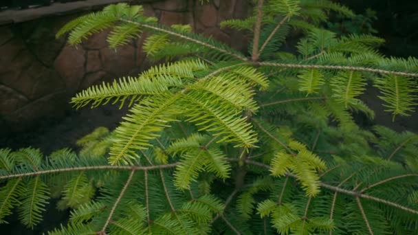 Pine Pest Sits Pine Tree Branch Surrounded Green Needles Evergreen — Stock Video