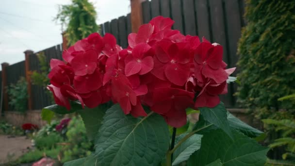 Ortensia Fiore Giardino Rosso Brillante Ortensia Corallo Piena Fioritura Bouquet — Video Stock