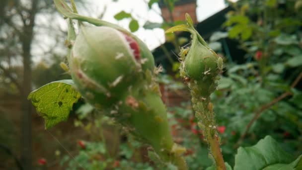 未開封のバラの芽の上の緑のアブラムシのコロニーが閉じます マクロショット バラの病気や問題 害虫をバラ スローモーション — ストック動画