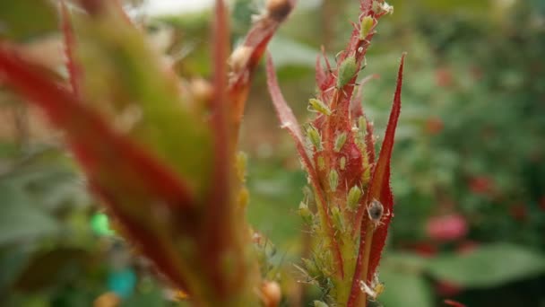 봉오리 새끼들 배경에 진딧물로 뒤덮인 장미꽃 봉오리들 장미의 매크로 — 비디오