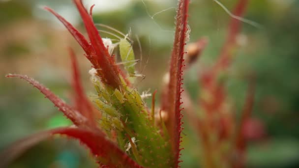 진디나검은 파리가 장미꽃 봉오리 빨아들여 입힌다 정원의 배경에 꽃봉오리에 해충들 — 비디오