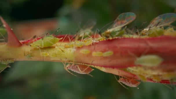 Aphid Infestation Aphids Beetles Cause Irreparable Harm Plant Clinging Stem — Stock Video