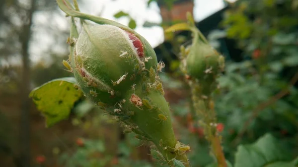 Colony Green Aphids Unopened Rose Bud Macro Shot Diseases Problems — Stock Photo, Image