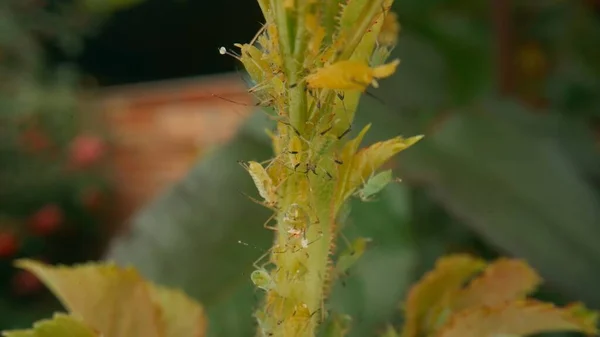 Gül Sapında Böcek Yeşili Yaprak Biti Yeşil Böcek Paraziti Makro — Stok fotoğraf
