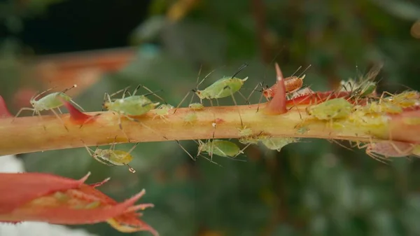 Aphid Infestation Aphids Beetles Cause Irreparable Harm Plant Clinging Stem — Stock Photo, Image