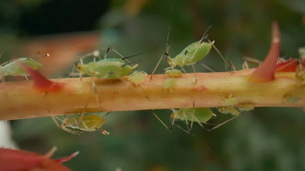 Insect Pest Green Aphid Rose Stem Green Beetle Parasitic Aphid — Stock Photo, Image